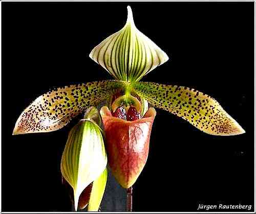 Paphiopedilum sukhakulii